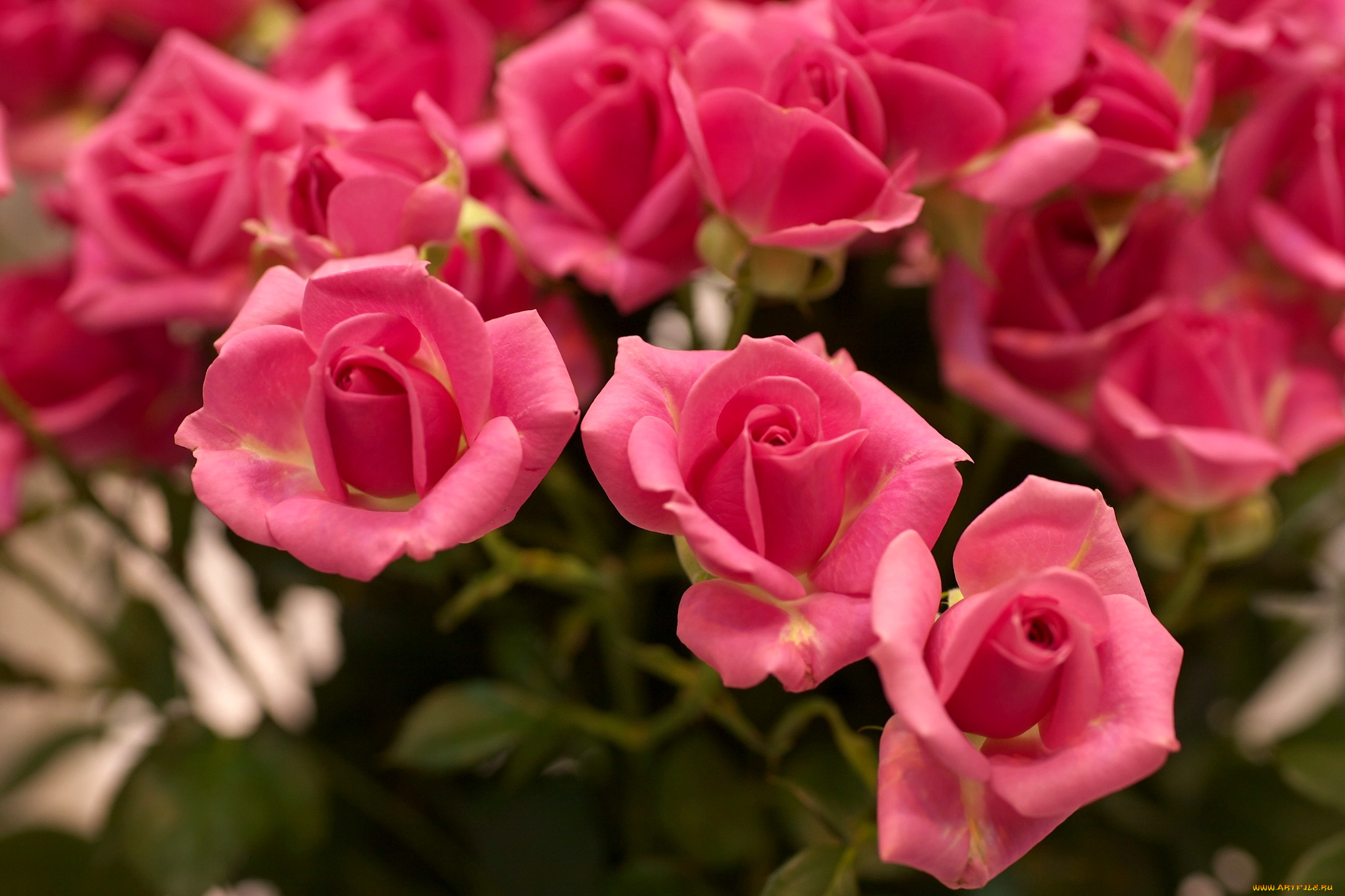 Розовые розы на рабочий стол